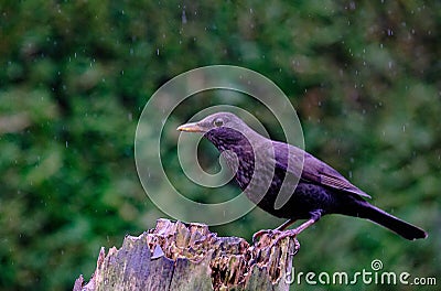 Blackbird turdus merula in the rain. Stock Photo