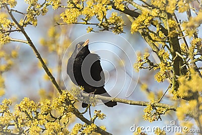 Blackbird (turdus merula) singing in a tree Stock Photo