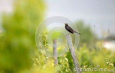 Blackbird in vineyard Stock Photo