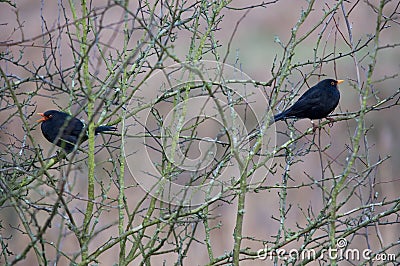 Blackbirds Stock Photo