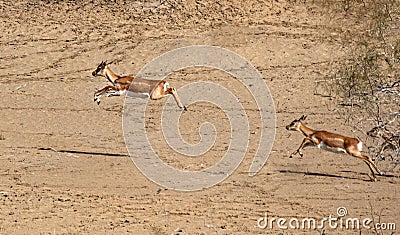 The blackbuck aka Antilope cervicapra is animal of desert areas of Pakistan Stock Photo