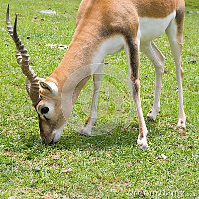 Blackbuck Antelope Stock Photo