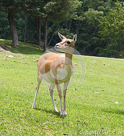 Blackbuck Antelope Stock Photo