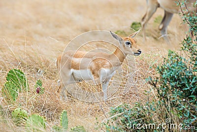 Blackbuck Antelope Calf Stock Photo