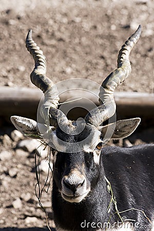 Blackbuck (Antilope cervicapra) Stock Photo