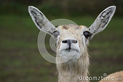 Blackbuck - Antilope cervicapra Stock Photo