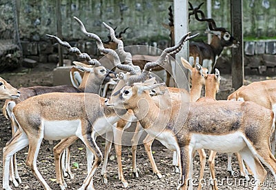 Blackbuck Herd Stock Photo