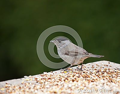 Blackcap Stock Photo