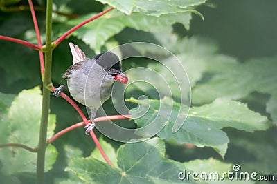 Blackcap with red berry Stock Photo