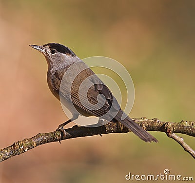 Blackcap, Sylvia atricapilla Stock Photo