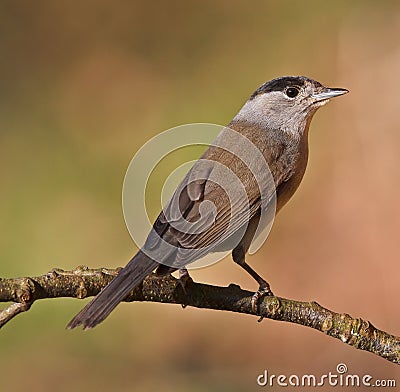 Blackcap, Sylvia atricapilla Stock Photo