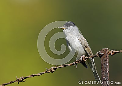 Blackcap (Sylvia atricapilla) Stock Photo