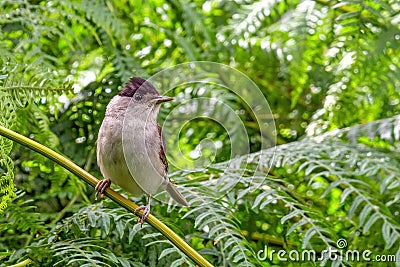 Blackcap - Sylvia atricapilla searching for food. Stock Photo