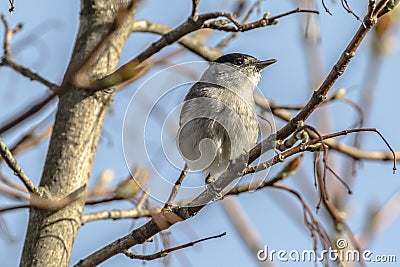 Blackcap Sylvia atripacilla Stock Photo