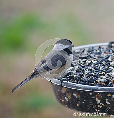 Blackcapped Chickadee on Feeder Stock Photo