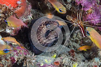 Blackcheek moray or Masked moray Stock Photo