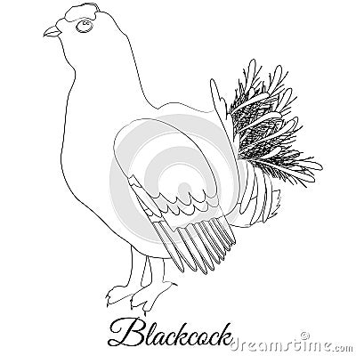 Blackcock bird coloring outline vector Vector Illustration