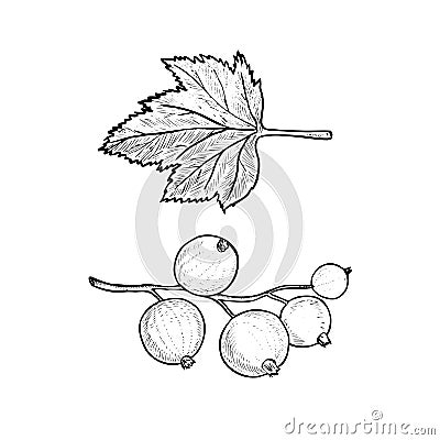 Blackcurrant or black currant Ribes nigrum and leaf, vector doodle gravure style sketch illustration Vector Illustration