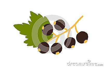 Blackcurrant growing on branch with leaf. Fresh black currant. Garden berries on sprig. Ripe cassis plant. Colored flat Vector Illustration