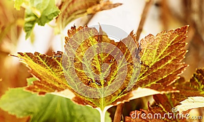 Blackcurrant leaf close -up Stock Photo