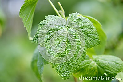 a blackcurrant leaf in close-up growing on a bush Stock Photo