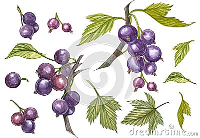 Blackcurrant with leaf isolated on white background. Hand-drawn watercolor illustration. Cartoon Illustration