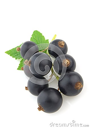Blackcurrant with leaves Stock Photo