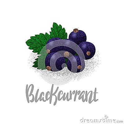 Blackcurrant, organic fruit, vegetarianism, vitamins in the garden vector illustration, vector particles Vector Illustration