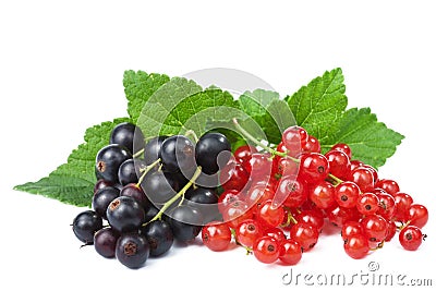 Blackcurrant and redcurrant isolated Stock Photo