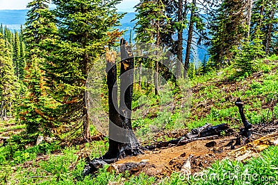 Blackened Tree due to Lightning Strike in the high Alpine of Tod Mountain in the Shuswap Highlands Stock Photo