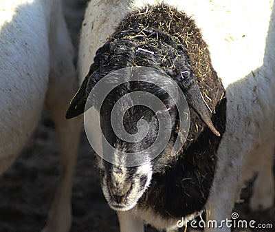 Blackhead persian sheep head Stock Photo