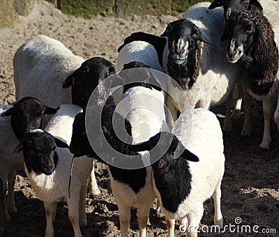 Blackhead persian sheep Stock Photo