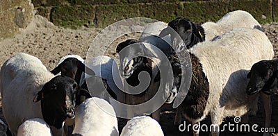 Blackhead persian sheep Stock Photo