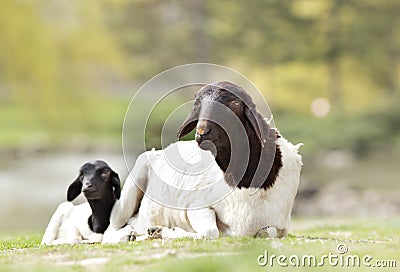 Blackhead Persian sheep Stock Photo