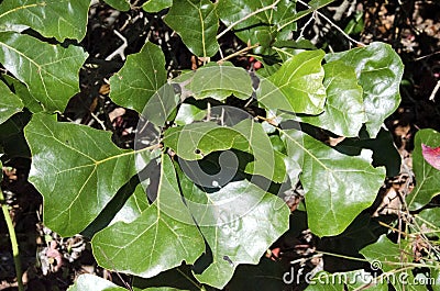 Blackjack Oak Stock Photo