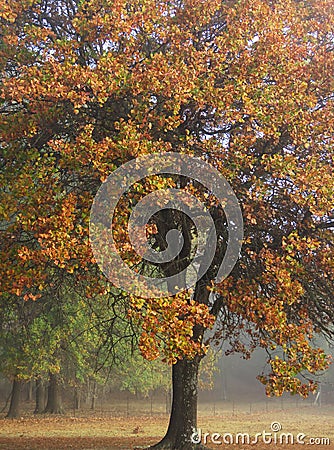 Blackjack Oak tree in fall, vertical photograph Stock Photo