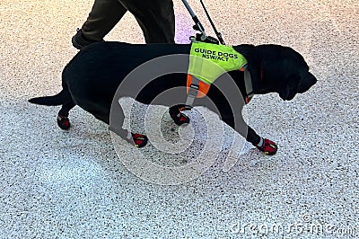 Black Labrador guided dog on a leash walk beside a blind person Editorial Stock Photo