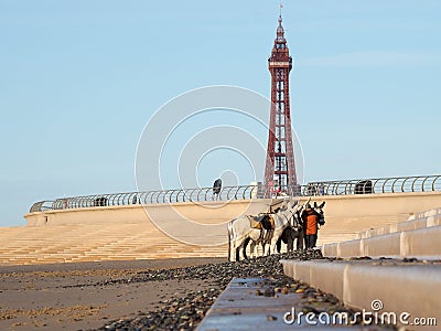 Blackpool Donkeys nd historic Tower Editorial Stock Photo