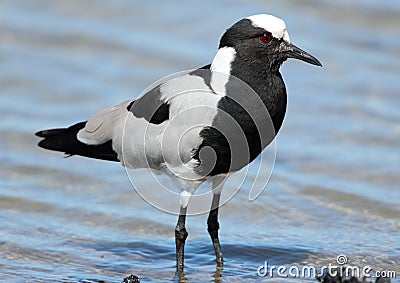 Blacksmith Lapwing Stock Photo