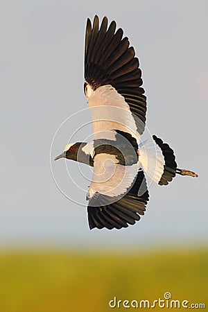 Blacksmith Lapwing Stock Photo