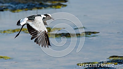 Blacksmith lapwing in flight Stock Photo