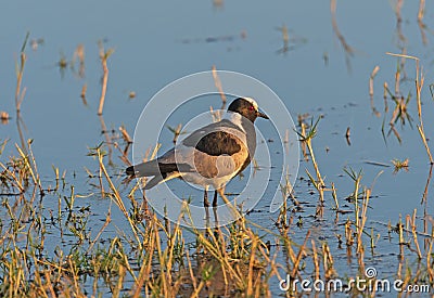 Blacksmith Lapwing on a Grassy Shore Stock Photo