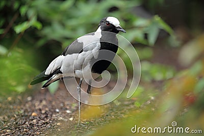 Blacksmith lapwing Stock Photo