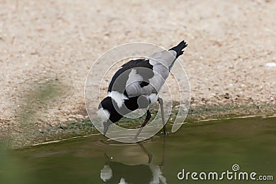 Blacksmith lapwing (Vanellus armatus). Stock Photo