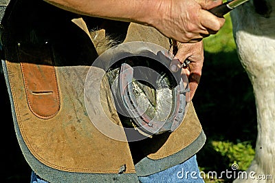 Blacksmith with Percheron Horse, Hitting Nail into newly fitted Horses Shoe Stock Photo