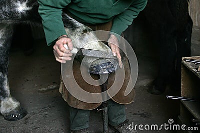 Blacksmith with Percheron Horse, Scraping Hoof Stock Photo