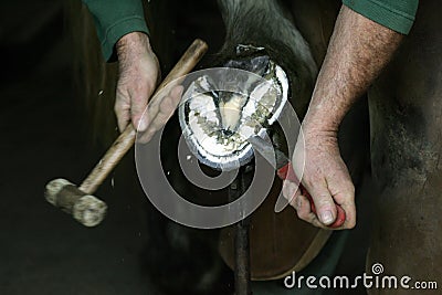 Blacksmith and Percheron, Horse Shoe Stock Photo