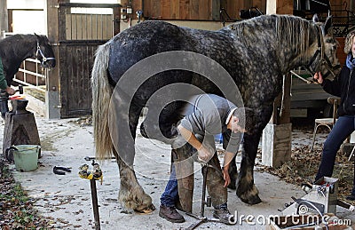 Blacksmith and Percheron, Scraping Hoof Editorial Stock Photo