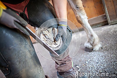 Blacksmith works on a horse hoof Stock Photo