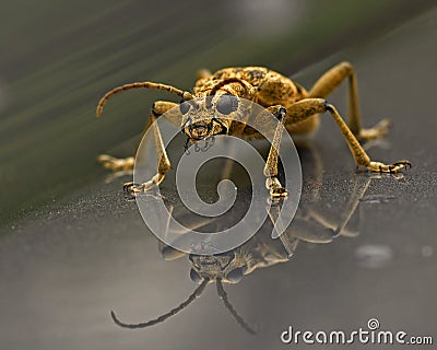 Blackspotted pliers supply beetle, close-up to a mirrored glossy surface Stock Photo